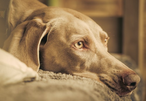 ワイマラナーの性格や特徴は 飼い方やしつけのコツについて解説 獣医師監修 わんクォール ワイマラナーの性格や特徴は 飼い方やしつけのコツについて解説 獣医師監修 わんクォール