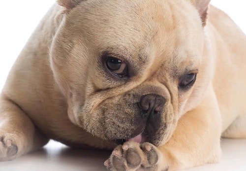 犬が自分の足を舐めたり、噛んだりするのはなぜ？考えられる原因と対処法を解説【獣医師監修】