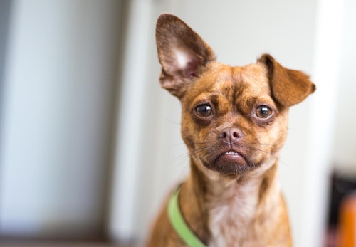 犬が耳をかゆがるのは耳ダニが原因 注意すべき症状と対処法を解説 獣医師監修 わんクォール 犬が耳をかゆがるのは耳ダニが原因 注意すべき症状と対処法を解説 獣医師監修 わんクォール