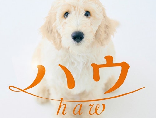犬童一心監督による”犬と青年の絆”を描いた映画『ハウ』、2022年夏の公開が決定!原作小説は2月7日に発売