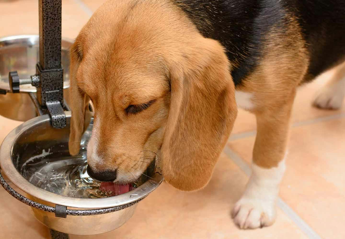 犬の脱水症状に注意！原因と病院に行くべき症状、予防法について解説【獣医師監修】