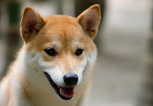 柴犬のキツネ顔とタヌキ顔とは 見分け方や特徴を解説 獣医師監修 わんクォール 柴犬のキツネ顔とタヌキ顔とは 見分け方や特徴を解説 獣医師監修 わんクォール