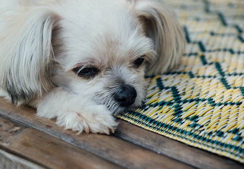 ミックス犬の平均寿命は何歳 純血種より長いのか短いのか 長生きさせる秘訣について解説 獣医師監修 わんクォール ミックス犬の平均寿命は何歳 純血種より長いのか短いのか 長生きさせる秘訣について解説 獣医師監修 わんクォール