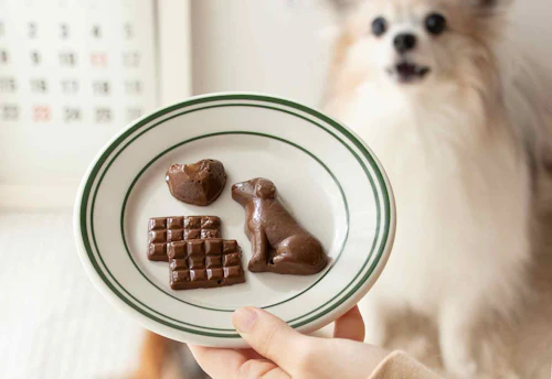 チョコ風 愛犬にも与えられるバレンタインおやつ 混ぜて冷凍するだけの超簡単なキャロブパウダーを使ったレシピ わんクォール チョコ風 愛犬にも与えられるバレンタインおやつ 混ぜて冷凍するだけの超簡単なキャロブパウダーを使ったレシピ わんクォール