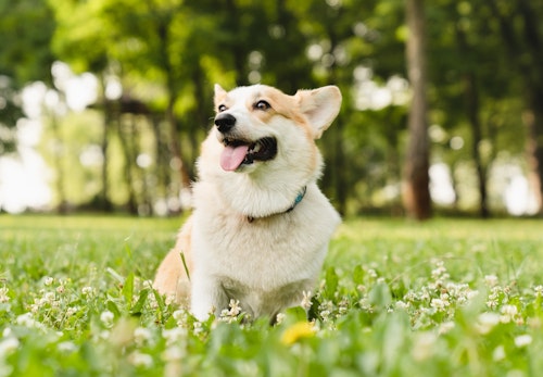 コーギーの平均寿命は何歳 長生きさせる秘訣やかかりやすい病気について解説 獣医師監修 わんクォール コーギーの平均寿命は何歳 長生きさせる秘訣やかかりやすい病気について解説 獣医師監修 わんクォール
