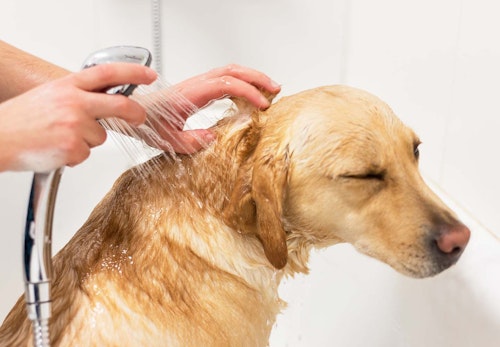 犬にも保湿が必要 乾燥肌になりやすい理由とスキンケアの方法を解説 獣医師監修 わんクォール 犬にも保湿が必要 乾燥肌になりやすい理由とスキンケアの方法を解説 獣医師監修 わんクォール