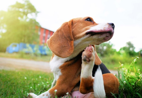 犬にも保湿が必要 乾燥肌になりやすい理由とスキンケアの方法を解説 獣医師監修 わんクォール 犬にも保湿が必要 乾燥肌になりやすい理由とスキンケアの方法を解説 獣医師監修 わんクォール