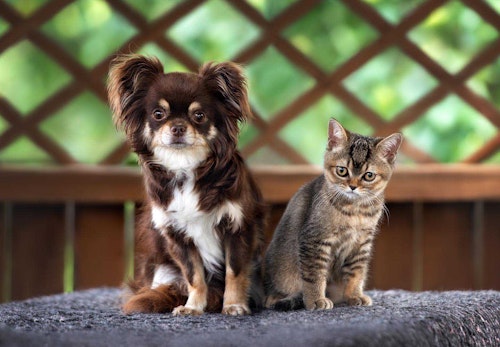 猫と同居できる犬種は 同居の注意点と必要な条件を解説 獣医師監修 わんクォール 猫と同居できる犬種は 同居の注意点と必要な条件を解説 獣医師監修 わんクォール