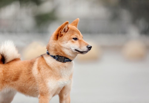 柴犬のキツネ顔とタヌキ顔とは 見分け方や特徴を解説 獣医師監修 わんクォール 柴犬のキツネ顔とタヌキ顔とは 見分け方や特徴を解説 獣医師監修 わんクォール