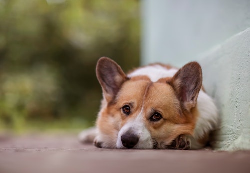 コーギーの平均寿命は何歳 長生きさせる秘訣やかかりやすい病気について解説 獣医師監修 わんクォール コーギーの平均寿命は何歳 長生きさせる秘訣やかかりやすい病気について解説 獣医師監修 わんクォール