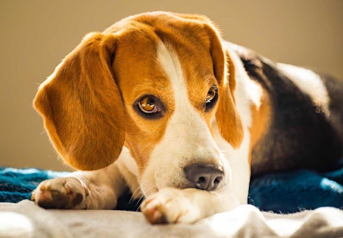 犬が自分の足を舐めたり 噛んだりするのはなぜ 考えられる原因と対処法を解説 獣医師監修 わんクォール 犬が自分の足を舐めたり 噛んだりするのはなぜ 考えられる原因と対処法を解説 獣医師監修 わんクォール