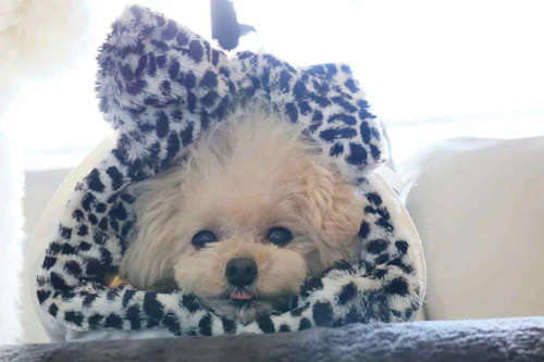 多機能4way 10分で簡単に作れる100均素材の愛犬用のマット トンネルベッド 冬でも快適な防寒アイテム わんクォール