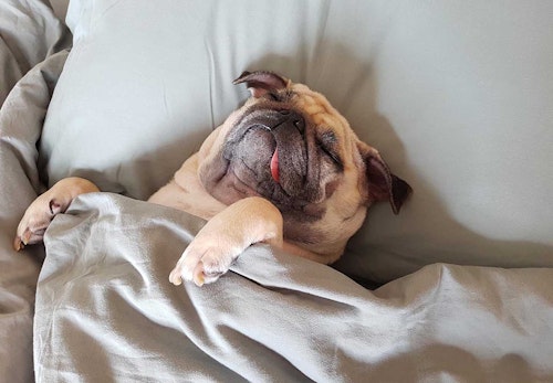 犬の寝床を快適にするには 犬用ベッドの選び方やお手入れのコツを解説 獣医師監修 わんクォール 犬の寝床を快適にするには 犬用ベッドの選び方やお手入れのコツを解説 獣医師監修 わんクォール