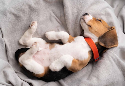 犬の寝床を快適にするには 犬用ベッドの選び方やお手入れのコツを解説 獣医師監修 わんクォール 犬の寝床を快適にするには 犬用ベッドの選び方やお手入れのコツを解説 獣医師監修 わんクォール