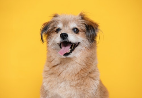 ミックス犬の平均寿命は何歳？_笑顔のミックス犬