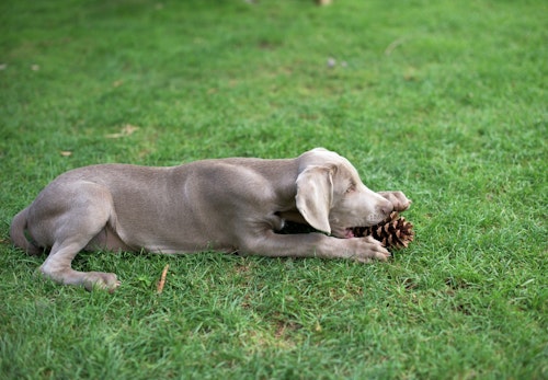 ワイマラナーの性格や特徴は 飼い方やしつけのコツについて解説 獣医師監修 わんクォール ワイマラナーの性格や特徴は 飼い方やしつけのコツについて解説 獣医師監修 わんクォール
