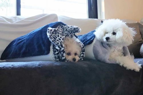 多機能4way 10分で簡単に作れる100均素材の愛犬用のマット トンネルベッド 冬でも快適な防寒アイテム わんクォール 多機能4way 10分で簡単に作れる100均素材の愛犬用のマット トンネルベッド 冬でも快適な防寒アイテム わんクォール