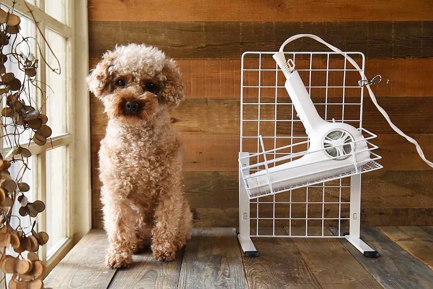 両手が使える！ペット用ドライヤー - 犬用品