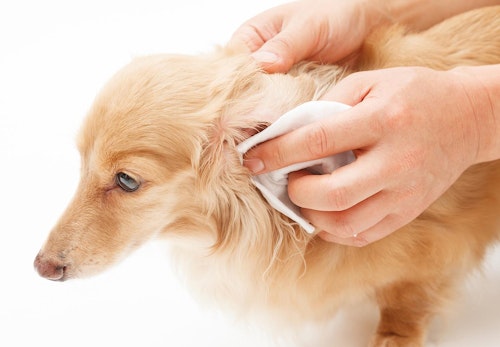 犬が耳をかゆがるのは耳ダニが原因 注意すべき症状と対処法を解説 獣医師監修 わんクォール 犬が耳をかゆがるのは耳ダニが原因 注意すべき症状と対処法を解説 獣医師監修 わんクォール