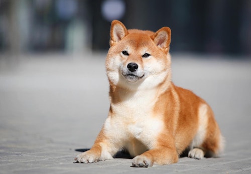 「タヌキ顔」タイプの柴犬