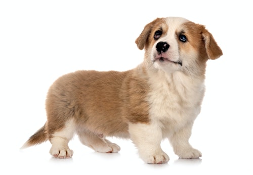犬にタコを食べさせても大丈夫 ビタミンb1欠乏症やアレルギーなどの注意点について解説 獣医師監修 わんクォール 犬にタコを食べさせても大丈夫 ビタミンb1欠乏症やアレルギーなどの注意点について解説 獣医師監修 わんクォール