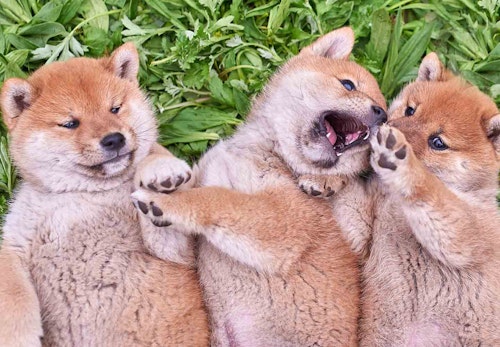 柴犬のキツネ顔とタヌキ顔とは 見分け方や特徴を解説 獣医師監修 わんクォール 柴犬のキツネ顔とタヌキ顔とは 見分け方や特徴を解説 獣医師監修 わんクォール