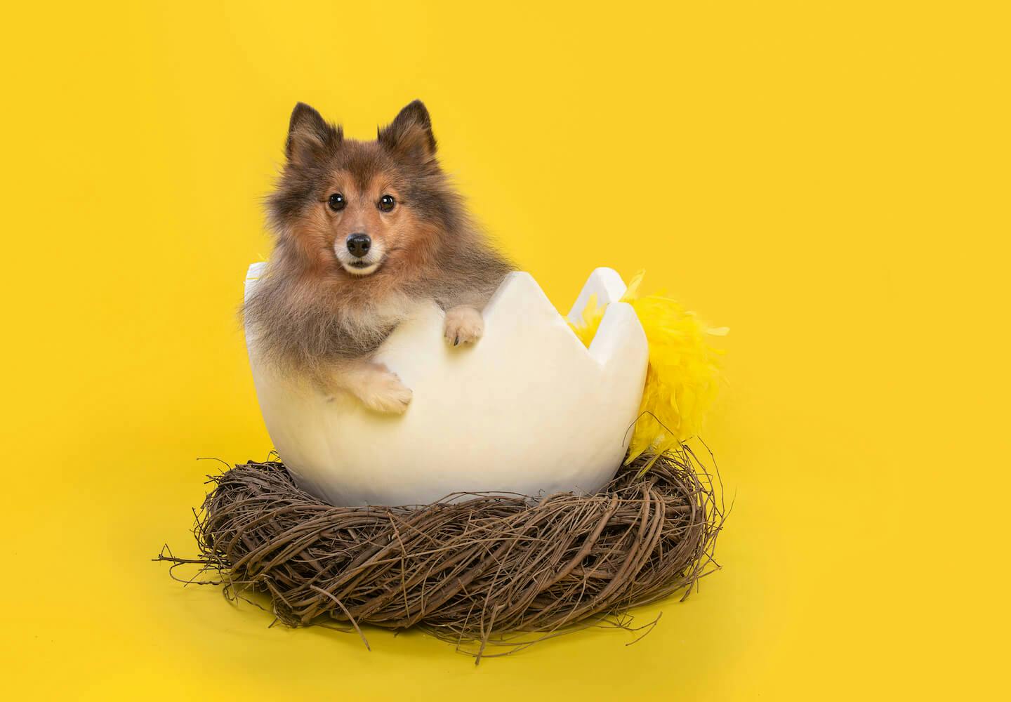 犬にゆで卵を食べさせても大丈夫！与え方や注意点を解説【獣医師監修】