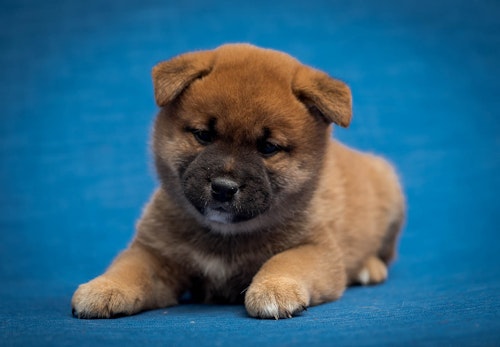 豆柴とは 柴犬との違いや飼い方の注意点を解説 獣医師監修 わんクォール 豆柴とは 柴犬との違いや飼い方の注意点を解説 獣医師監修 わんクォール