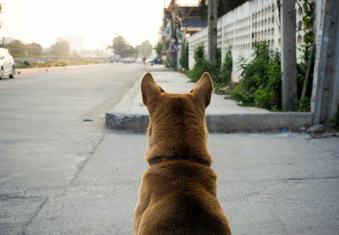 愛犬が迷子になったらどうすれば？探す手順と迷子にさせないための対策について解説【獣医師監修】