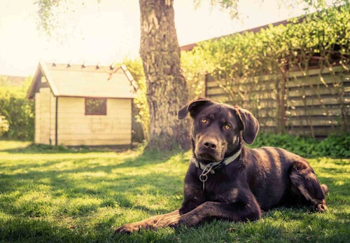 犬の外飼いはかわいそう デメリットと外で過ごさせる際の注意点を解説 獣医師監修 わんクォール 犬の外飼いはかわいそう デメリットと外で過ごさせる際の注意点を解説 獣医師監修 わんクォール