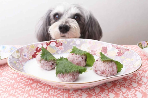 道明寺の桜餅風おやつ　犬が食べられる
