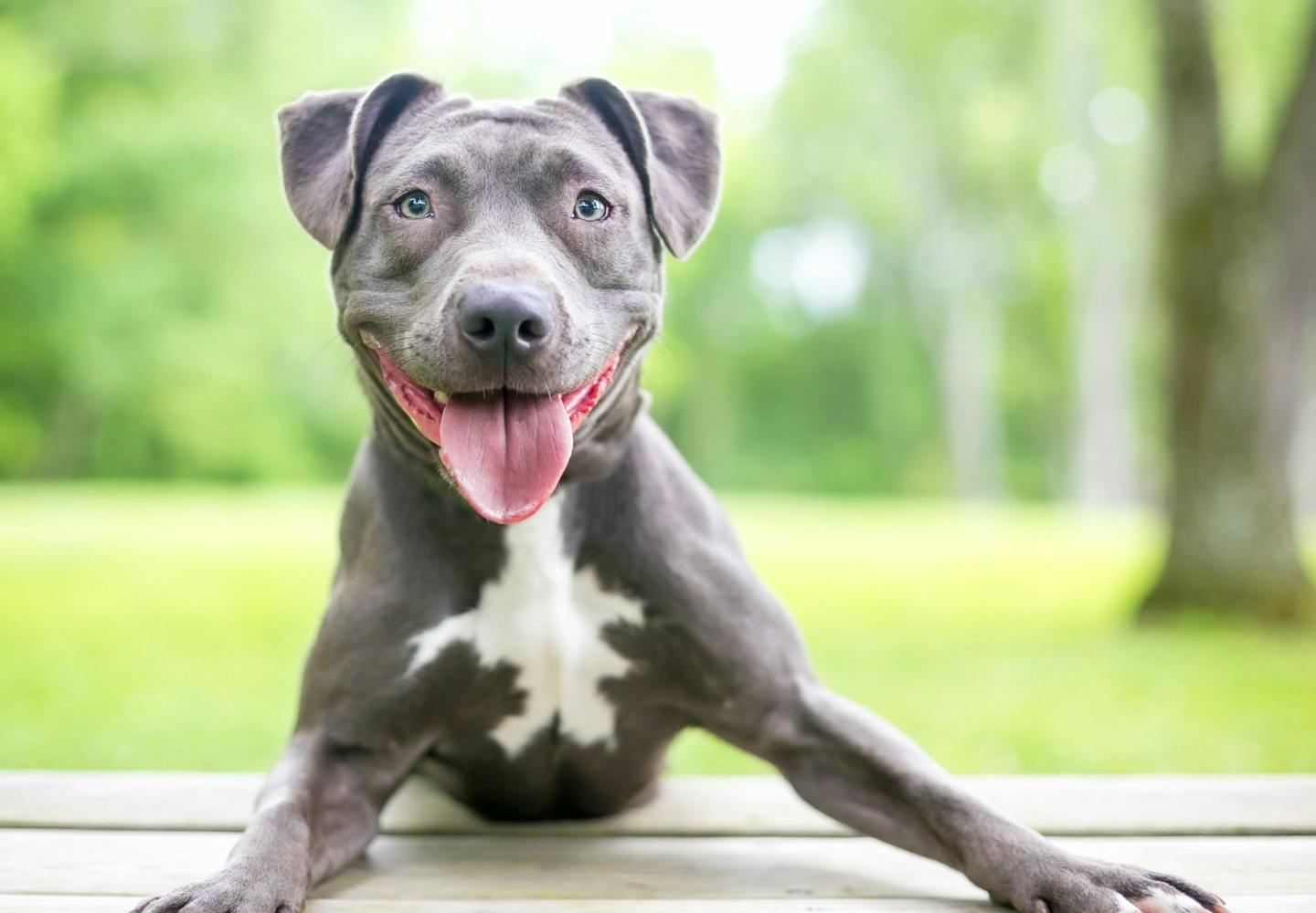 ピットブルの性格や特徴は？飼い方やしつけのコツについて解説【獣医師