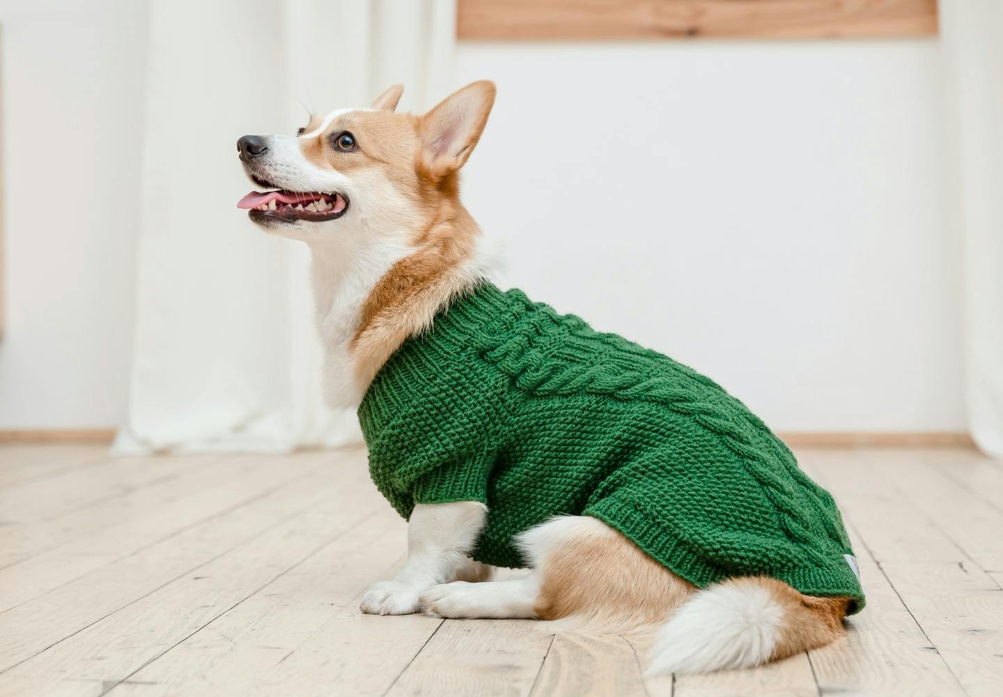 犬に服は必要？着せるメリットや注意点を解説【獣医師監修】|ワンクォール