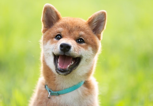 豆柴とは 柴犬との違いや飼い方の注意点を解説 獣医師監修 わんクォール 豆柴とは 柴犬との違いや飼い方の注意点を解説 獣医師監修 わんクォール