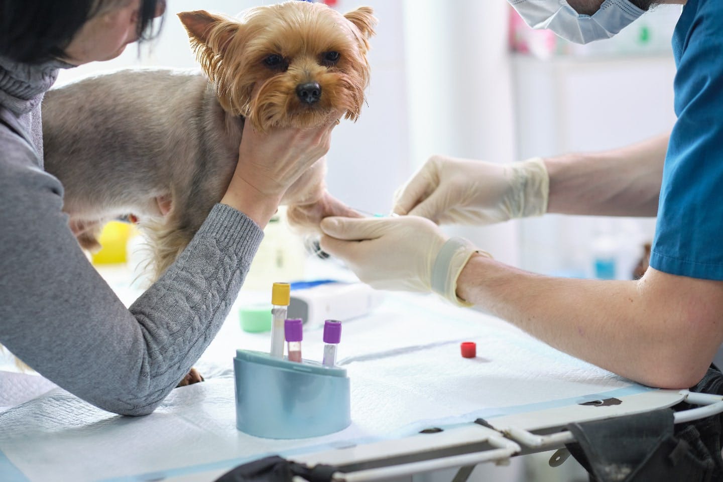 犬がにんにくを舐めた・食べたときの動物病院での処置内容