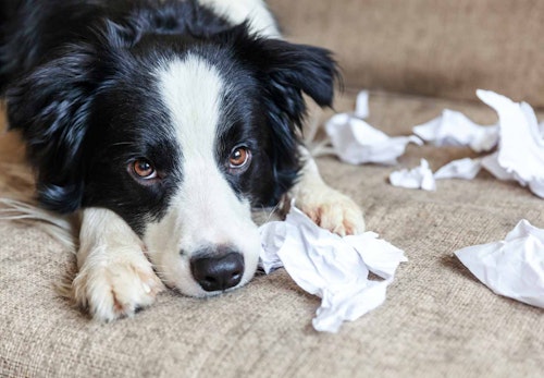 犬の外飼いはかわいそう デメリットと外で過ごさせる際の注意点を解説 獣医師監修 わんクォール 犬の外飼いはかわいそう デメリットと外で過ごさせる際の注意点を解説 獣医師監修 わんクォール