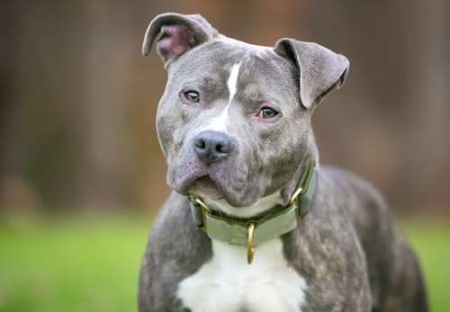 ピットブルの性格や特徴は 飼い方やしつけのコツについて解説 獣医師監修 わんクォール ピットブルの性格や特徴は 飼い方やしつけのコツについて解説 獣医師監修 わんクォール