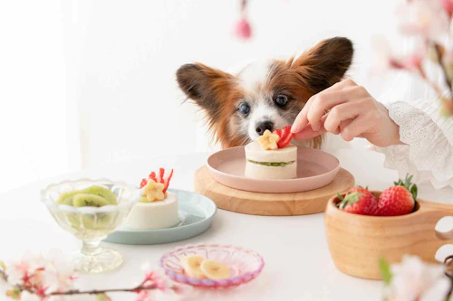 カロリー控えめ 加熱不要のヘルシーなケーキで愛犬とひな祭り気分 シニア犬でも食べやすいおやつ わんクォール カロリー控えめ 加熱不要のヘルシーなケーキで愛犬とひな祭り気分 シニア犬でも食べやすいおやつ わんクォール