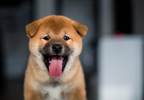 豆柴とは 柴犬との違いや飼い方の注意点を解説 獣医師監修 わんクォール 豆柴とは 柴犬との違いや飼い方の注意点を解説 獣医師監修 わんクォール