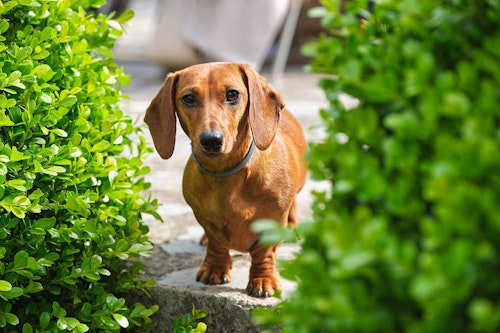 犬の事件簿 宅配の人が愛犬を連れ去った 犬を連れ去った人はどんな罪に問われるの わんクォール
