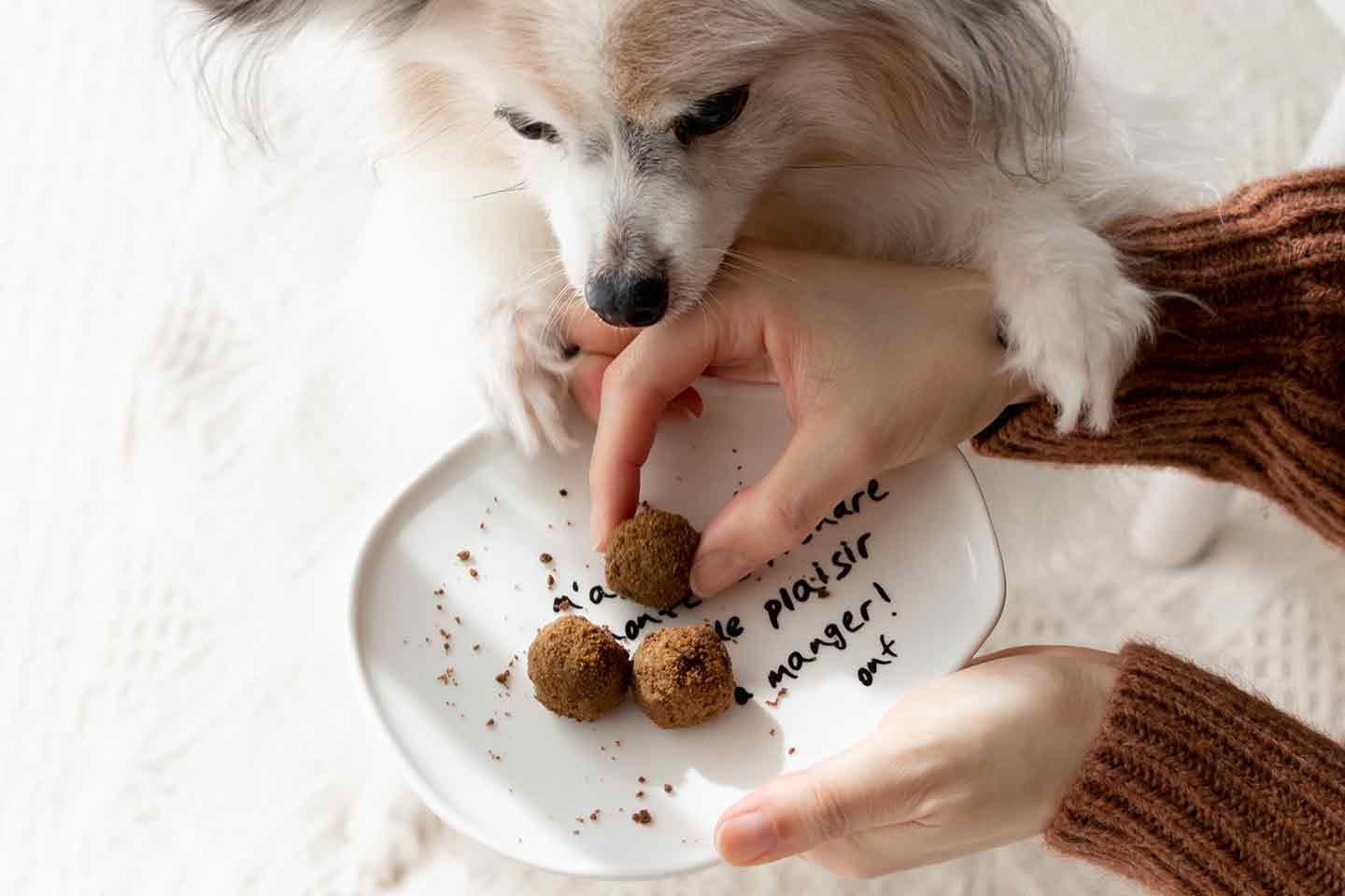 【食べやすさ◎】食感が柔らかくパピー（子犬）〜シニア（高齢）犬まで対応可能