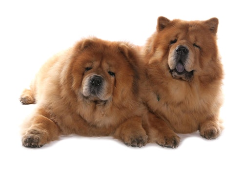 チャウチャウの性格や特徴は 飼い方やしつけのコツ かかりやすい病気について解説 獣医師監修 わんクォール チャウチャウの性格や特徴は 飼い方やしつけのコツ かかりやすい病気について解説 獣医師監修 わんクォール