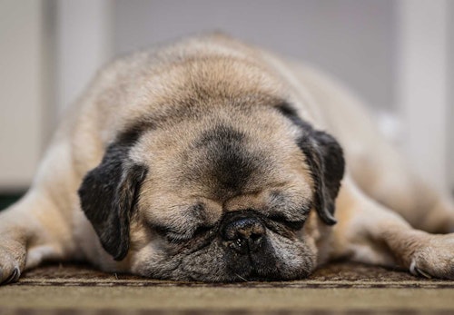 愛犬の歩き方がおかしい 膝蓋骨脱臼 パテラ の原因と予防法について解説 獣医師監修 わんクォール 愛犬の歩き方がおかしい 膝蓋骨脱臼 パテラ の原因と予防法について解説 獣医師監修 わんクォール