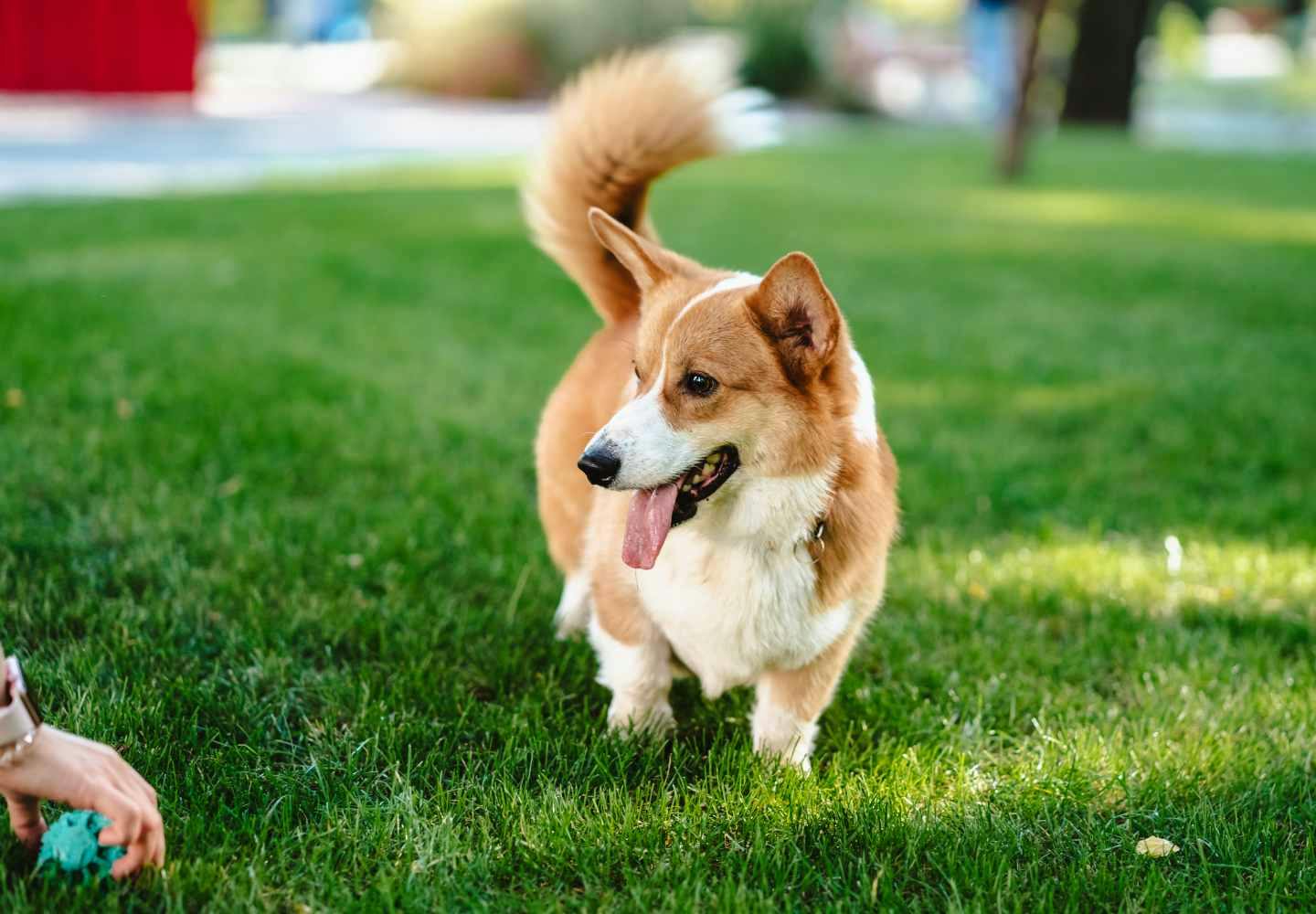 犬の外飼いはかわいそう？デメリットと外で過ごさせる際の注意点を解説【獣医師監修】|ワンクォール