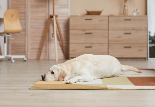 愛犬の歩き方がおかしい 膝蓋骨脱臼 パテラ の原因と予防法について解説 獣医師監修 わんクォール 愛犬の歩き方がおかしい 膝蓋骨脱臼 パテラ の原因と予防法について解説 獣医師監修 わんクォール