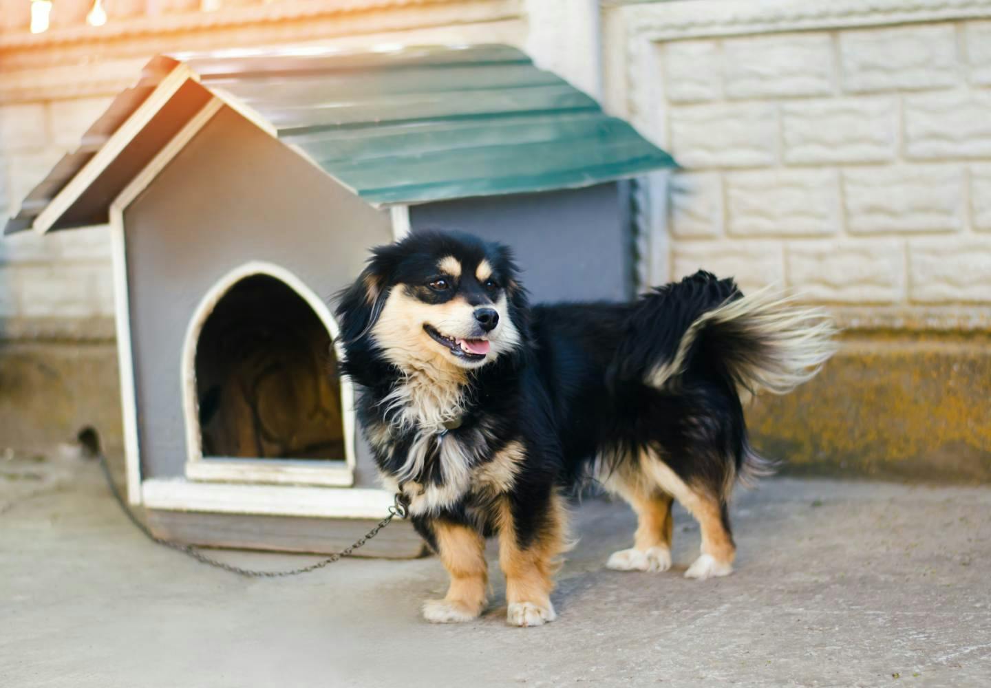 犬の外飼いはかわいそう？デメリットと外で過ごさせる際の注意点を解説【獣医師監修】|ワンクォール