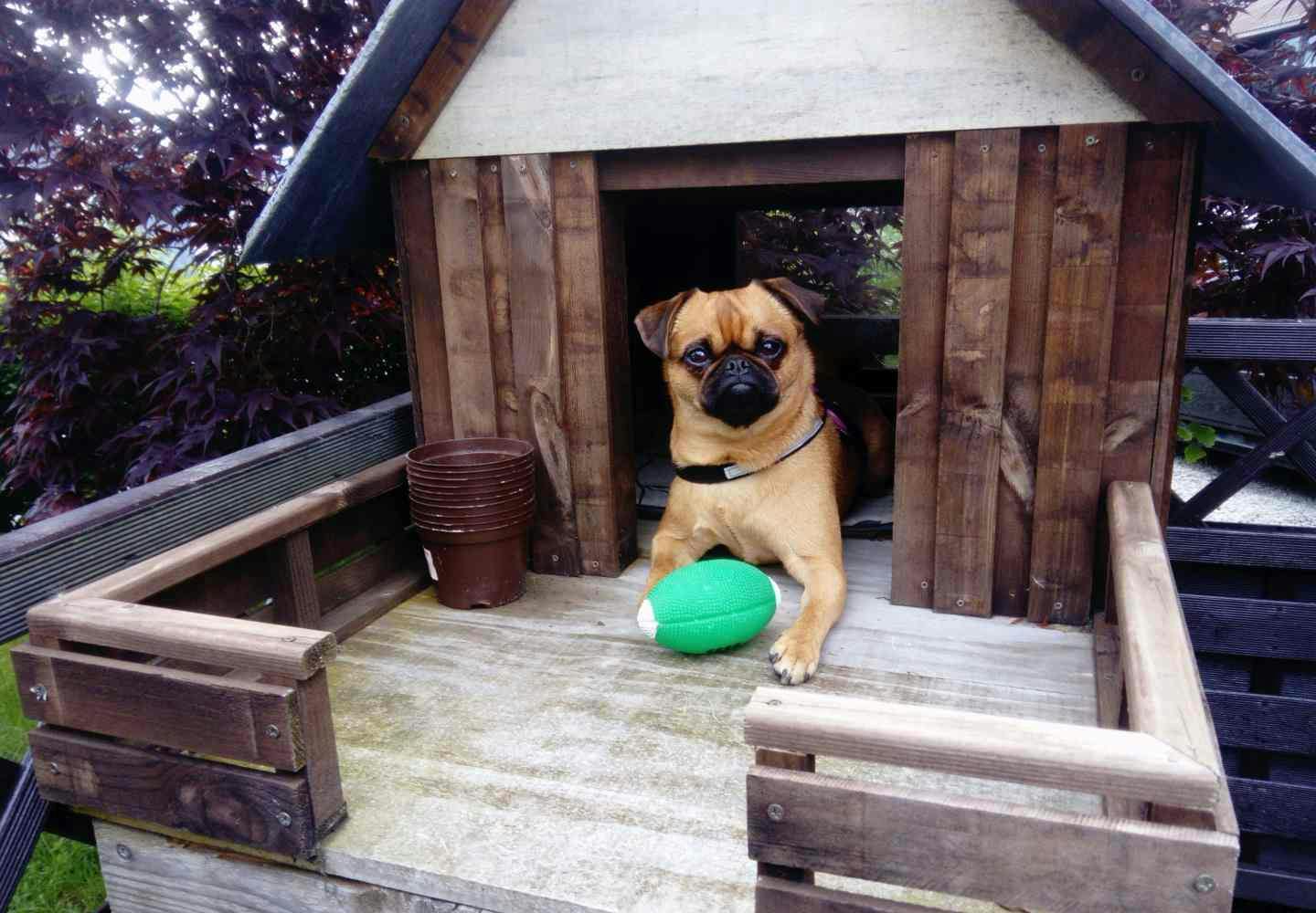 外飼いの犬 - 福島県の家具