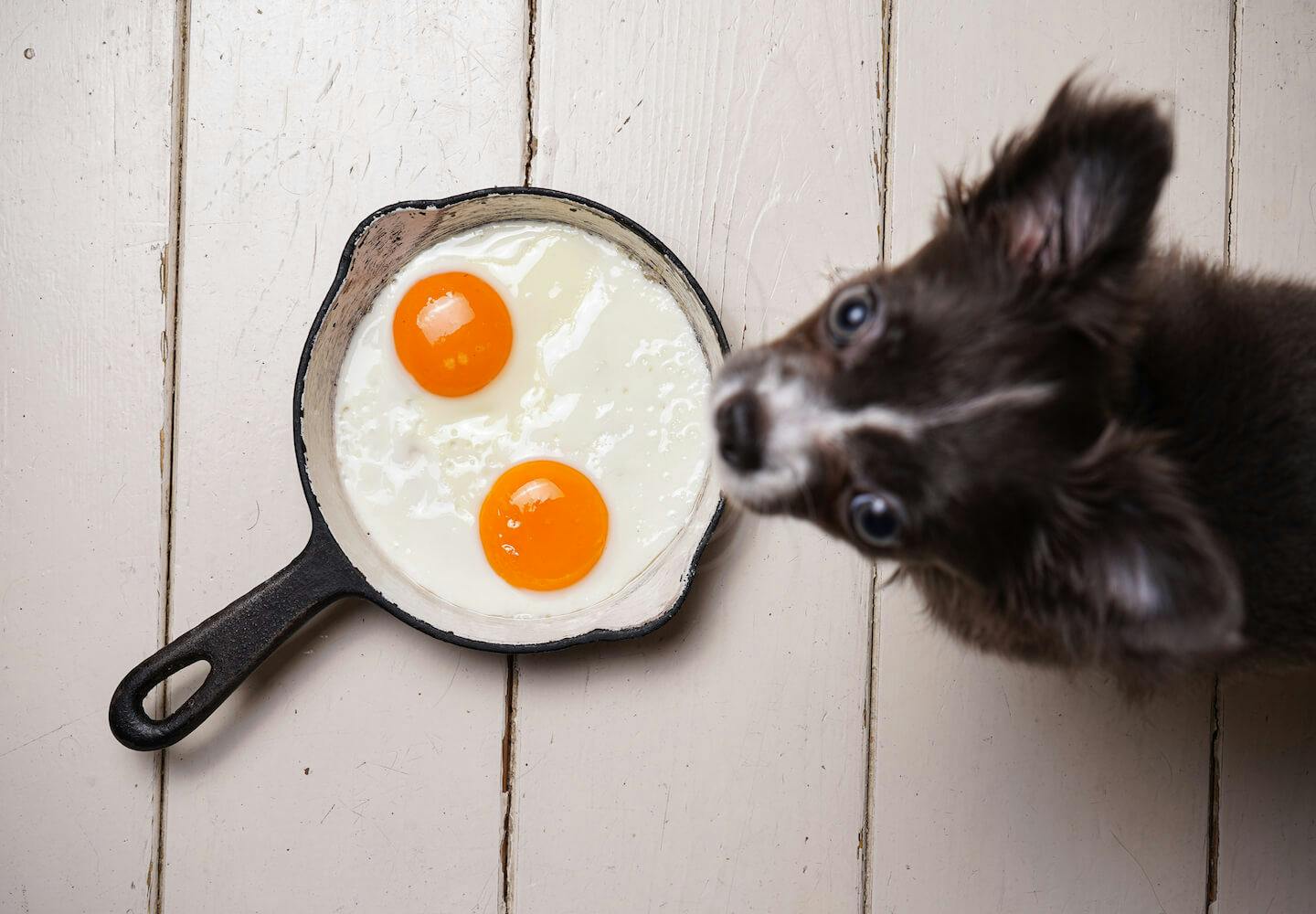 犬にゆで卵を食べさせても大丈夫！与え方や注意点を解説【獣医師監修】