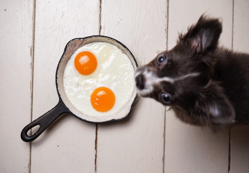 犬にゆで卵を食べさせても大丈夫 与え方や注意点を解説 獣医師監修 わんクォール 犬にゆで卵を食べさせても大丈夫 与え方や注意点を解説 獣医師監修 わんクォール