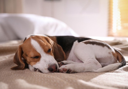 犬のパルボウイルス感染症とは 原因と症状 治療法について解説 獣医師監修 わんクォール 犬のパルボウイルス感染症とは 原因と症状 治療法について解説 獣医師監修 わんクォール